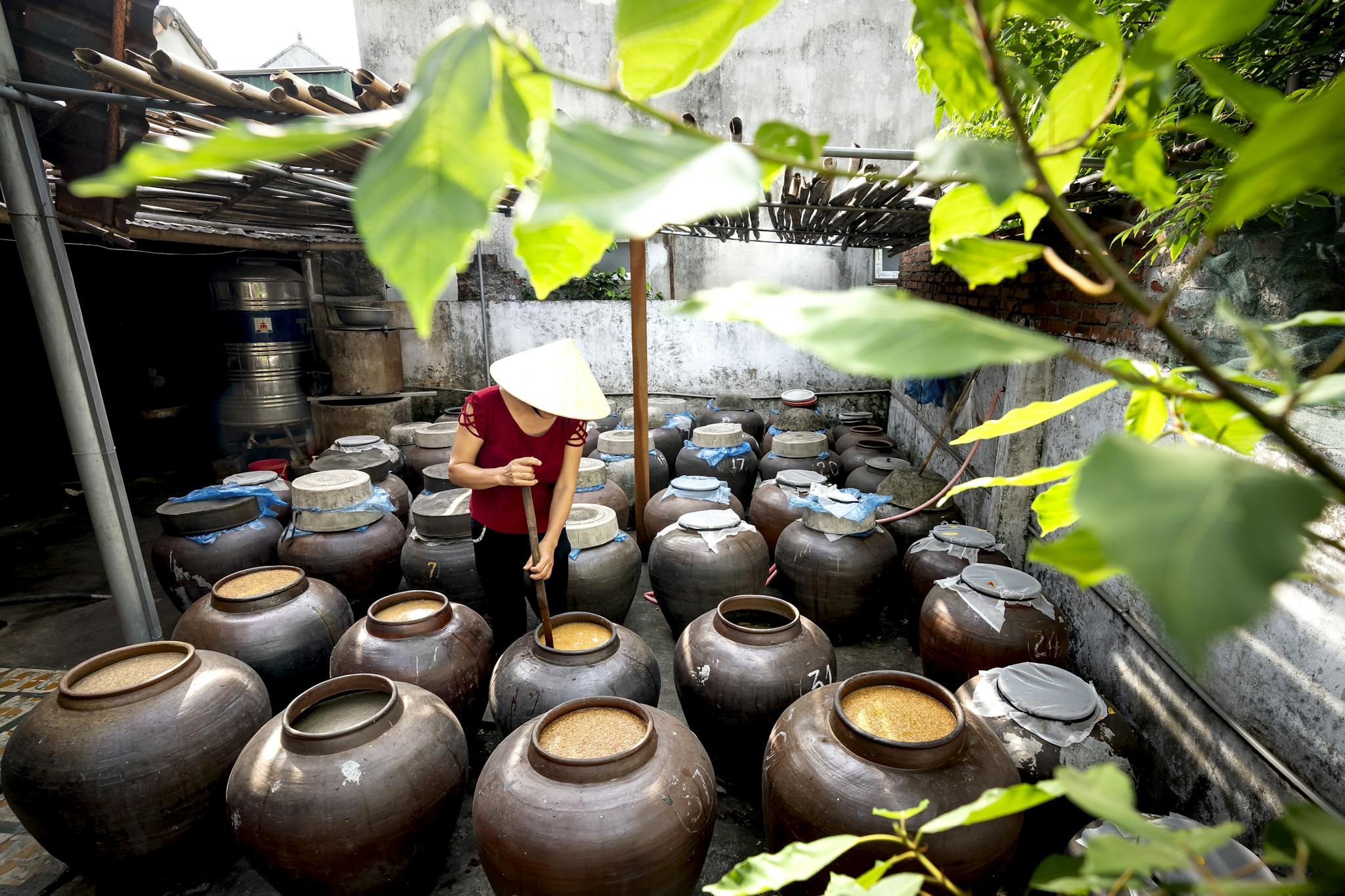 A person in a conical hat checks large fermentation jars in a sunny outdoor courtyard.